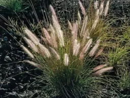 Pennisetum setaceum