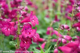 Penstemon Boysenberry Taffy
