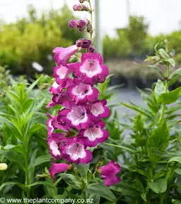 Penstemon Grape Taffey
