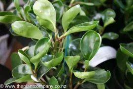 Peperomia magnoliifolia