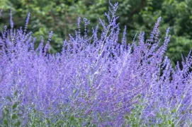 Perovskia atriplicifolia (Russian Sage)