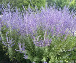 Perovskia 'Blue Spire' (Russian Sage)