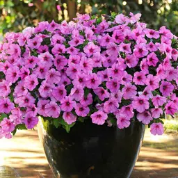 Petunia 'Easy Wave Pink'