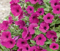 Petunia hybrid