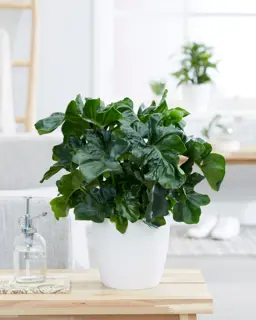 Philodendron Atom
