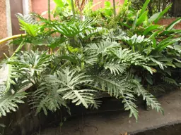 Philodendron selloum