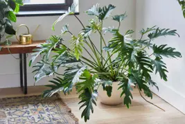 Philodendron 'Xanadu'