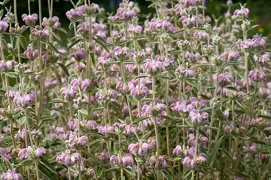 Phlomis italica (Jerusalem Sage)