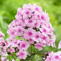 Phlox 'Bright Eyes'