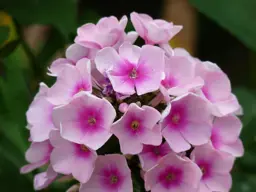 Phlox 'Bright Eyes'