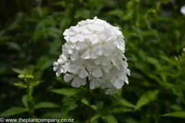 Phlox 'White Admiral' (Summer Lilac)
