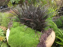 Phormium Black Magic (Black Magic Flax)