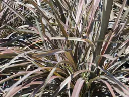 Phormium tenax Bronze