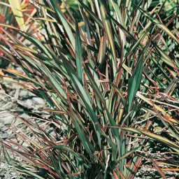 Phormium 'Elfin'