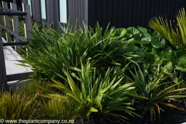 Phormium 'Emerald Green'