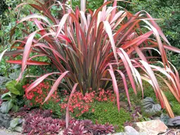 Phormium 'Evening Glow'