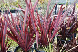 Phormium 'Guardsman'