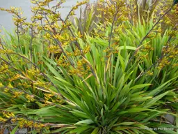 Phormium cookianum hookeri