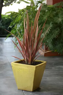 Phormium 'Sundowner'