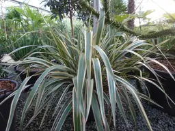 Phormium 'Tricolour'