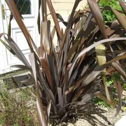 Phormium 'Coffee'