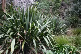 Phormium cookianum (Mountain Flax)