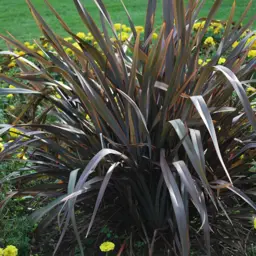 Phormium cookianum 'Purpurea'