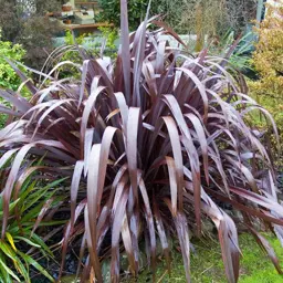 Phormium tenax 'Dark Delight'