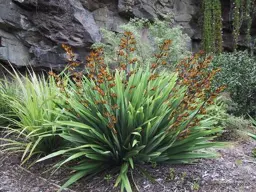 Phormium cookianum 'Emerald Gem'