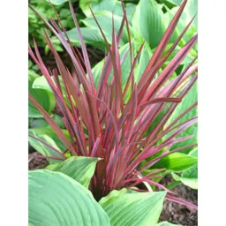 Phormium 'Red Dwarf'