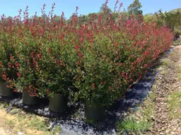 Photinia glabra Rubens