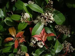 Photinia glabra