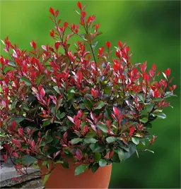 Photinia Little Red Robin (Little Red Robin)
