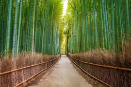 Phyllostachys edulis (Moso Bamboo)