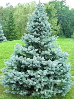 Picea 'Baby Blue' (Blue Spruce)