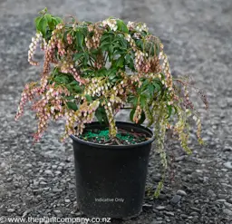 Pieris 'Christmas Cheer'