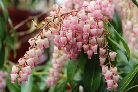 Pieris Pink Delight (Lily Of The Valley Shrub Pieris japonica)