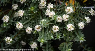 Pimelea mimosa (Pimelea)