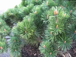 Pinus mugo (Dwarf Mountain Pine)