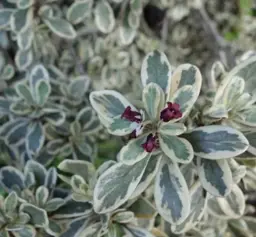 Pittosporum crassifolium variegata