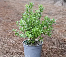 Pittosporum 'Irish Luck'