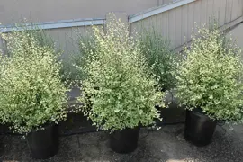 Pittosporum Silver Sheen