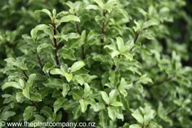 Pittosporum tenuifolium (Kohuhu Pittosporum)