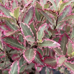 Pittosporum Elizabeth (Black Matipo)