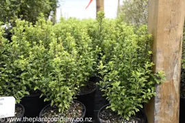 Pittosporum Jade