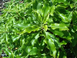 Pittosporum Mini Green
