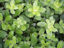 Pittosporum ralphii (Ralphs Karo)