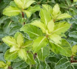 Pittosporum 'Gold Star'