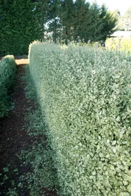 Pittosporum Wrinkled Blue