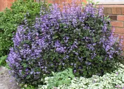 Plectranthus 'Mona Lavender'